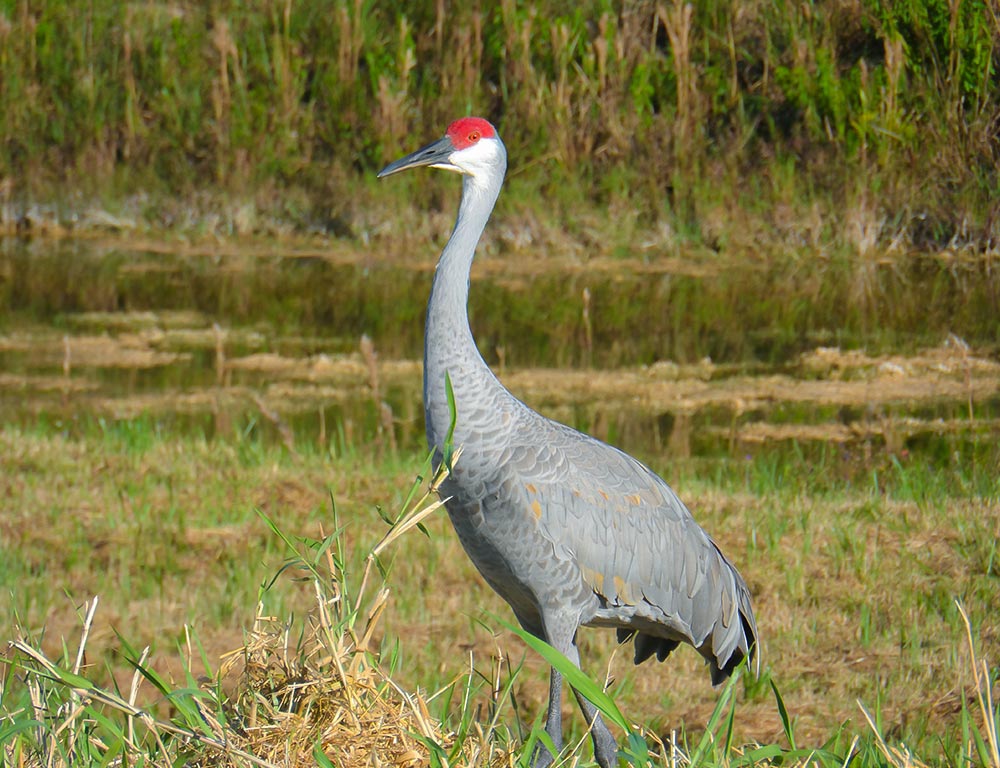 Sandhill Crane