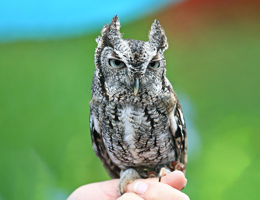 Screech Owl