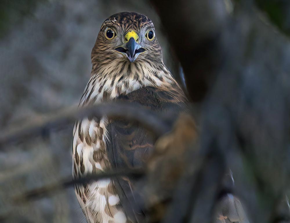 Sharp-shinned Hawk