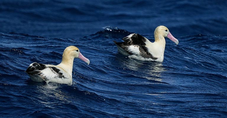 Short-tailed Albatross Life History