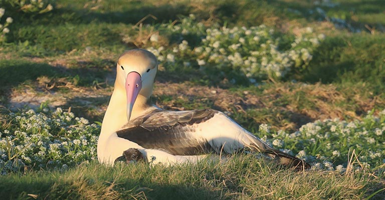 Short-tailed albatross