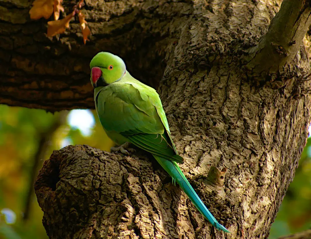 Significant Characteristics Of Rose-Ringed Parakeets