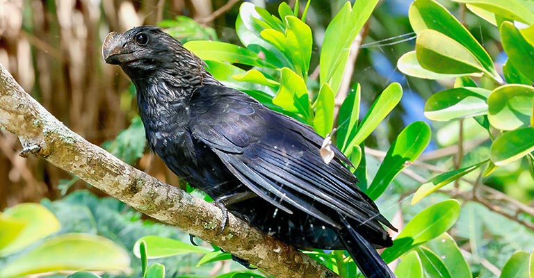 Smooth-billed Ani Life History