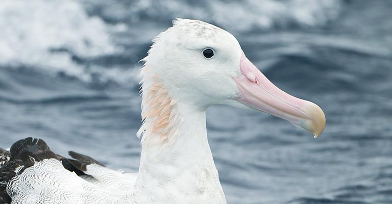 Snowy Albatross Head and Neck