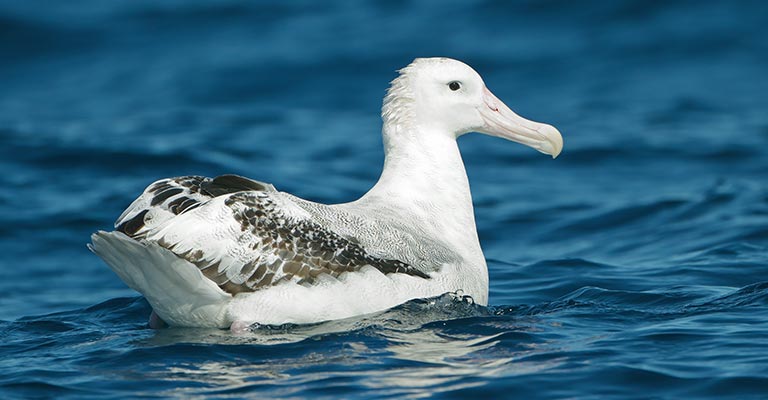 Snowy Albatross Life History