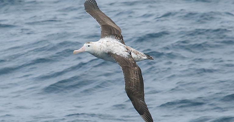 Snowy albatross
