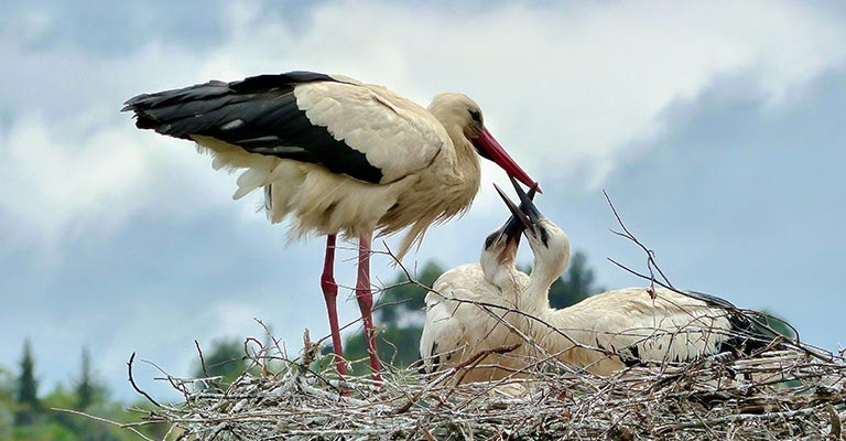 Stork Life History