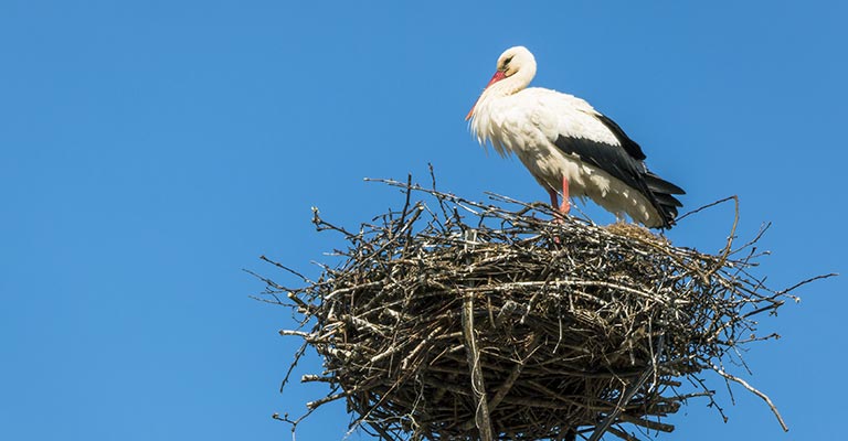 Stork Nesting