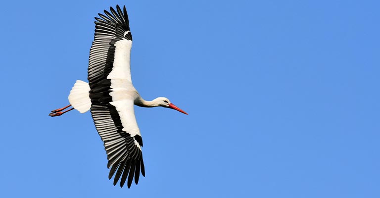 Stork Black Wing Feather