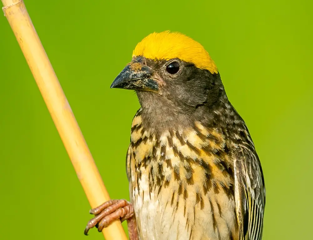 Streaked Weaver Facial Feature
