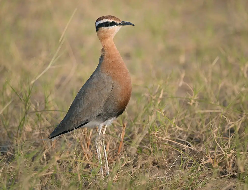 Superspecies and Relationships of Indian Courser