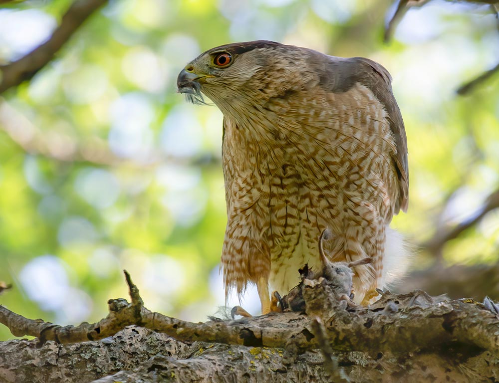 Swainson’s Hawk