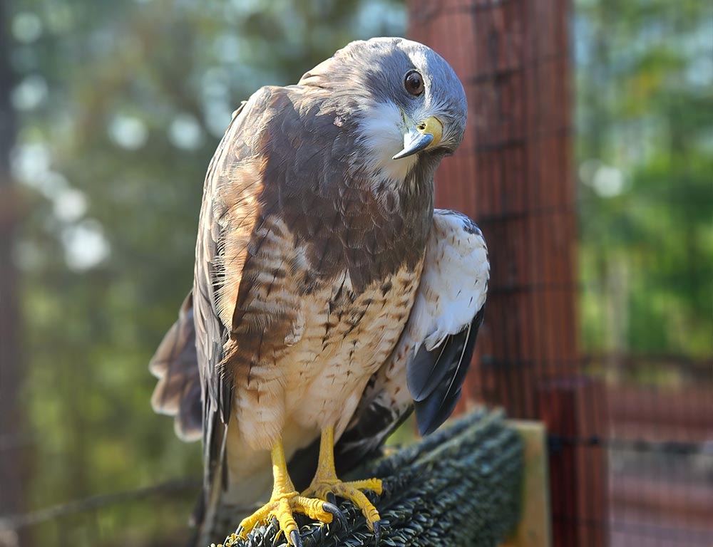 Swainson's Hawk