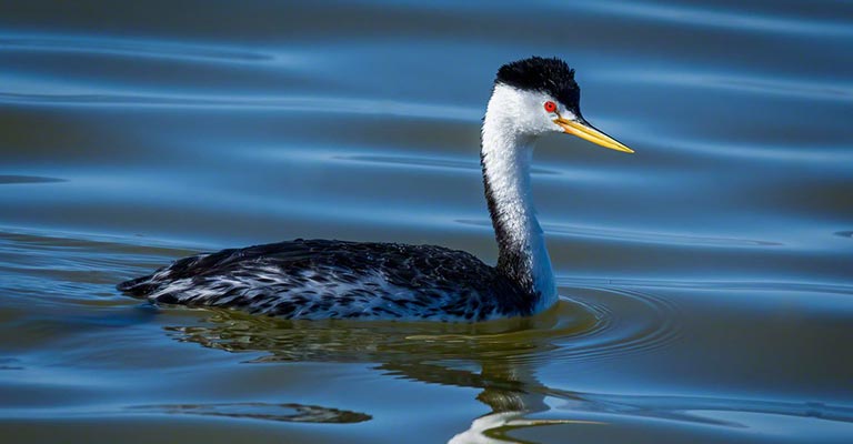 Taxonomical Details of Western Grebe