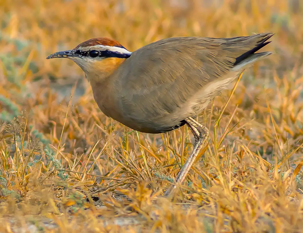 Taxonomy and Name Origin of the Indian Courser