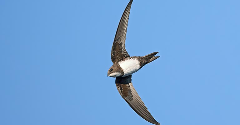 Taxonomy of Alpine Swift