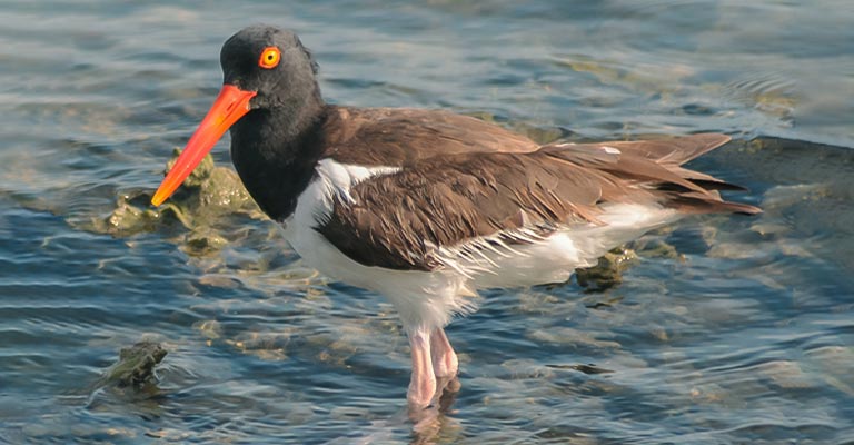 Taxonomy of American Oystercatcher