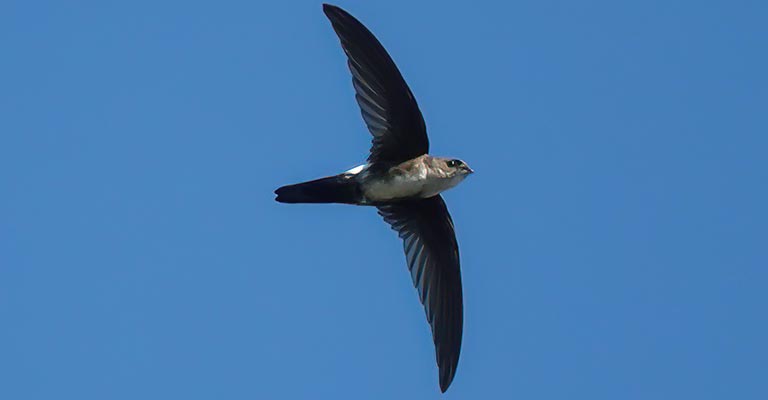 Taxonomy of Antillean Palm Swift