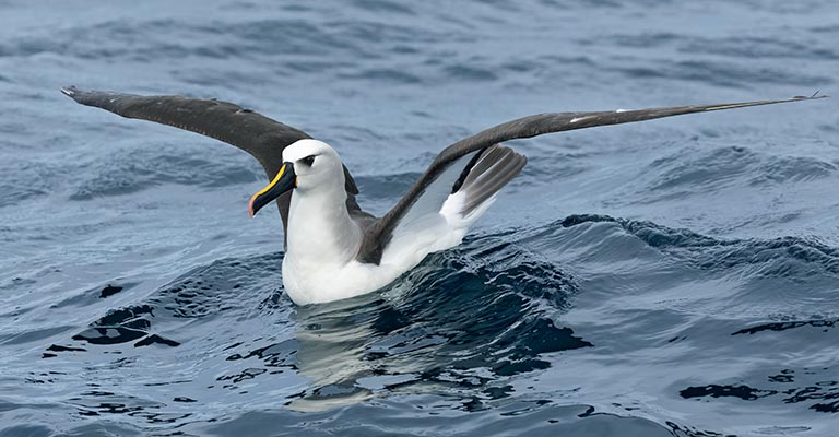 Taxonomy of Atlantic Yellow-nosed Albatross