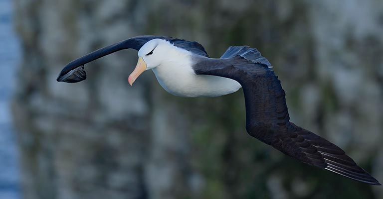 Taxonomy of Black-browed Albatross