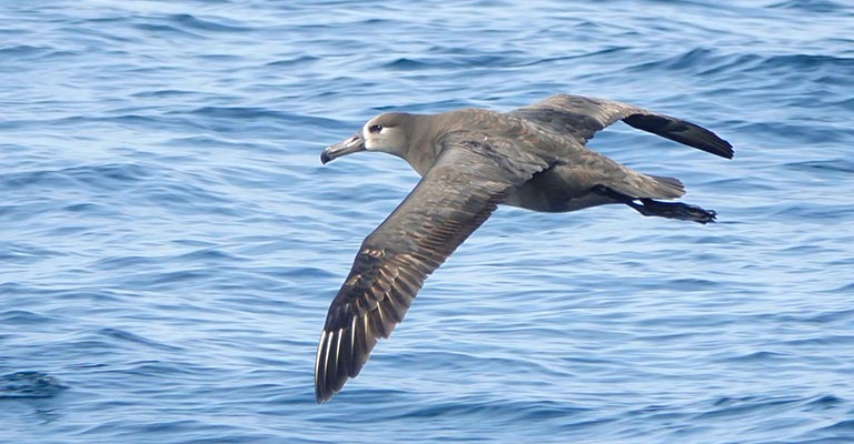 Taxonomy of Black-footed Albatross