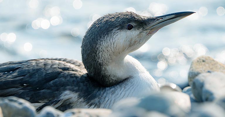 Taxonomy of Black-throated Loon