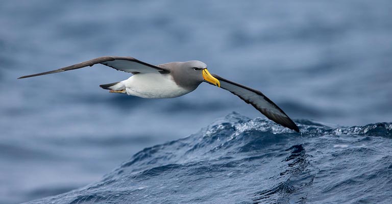 Taxonomy of Chatham Albatross