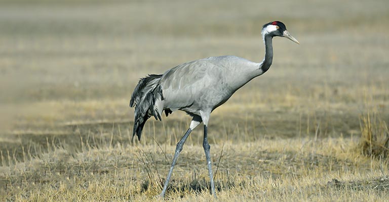 Taxonomy of Common Crane