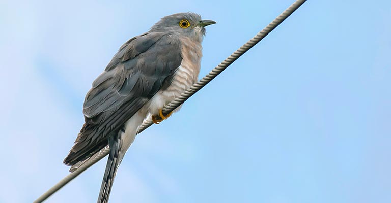 Taxonomy of Common Cuckoo