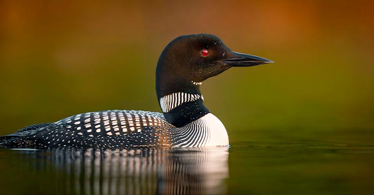 Taxonomy of Common Loon