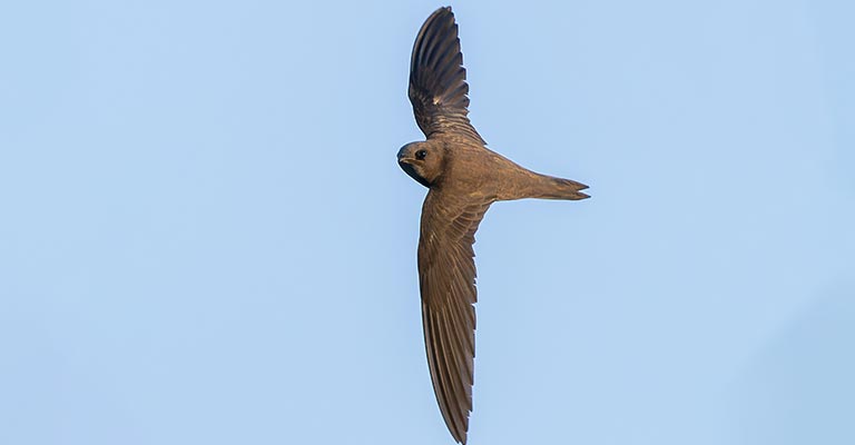 Taxonomy of Common Swift