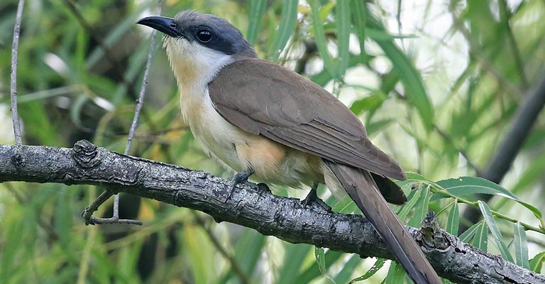 Taxonomy of Dark-billed Cuckoo