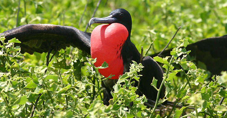 Taxonomy of Great Frigatebird