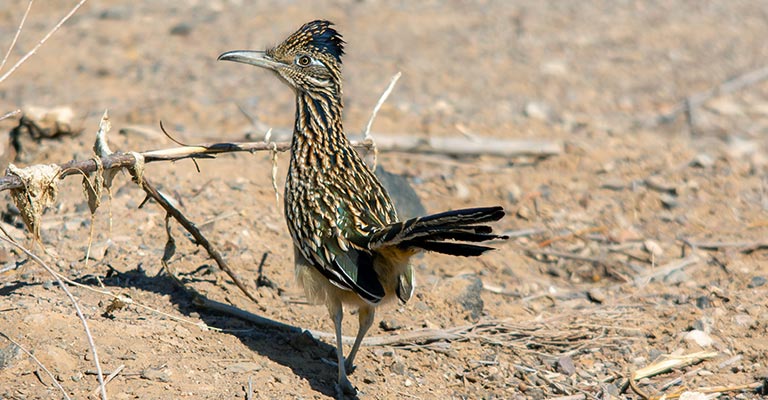 Taxonomy of Greater Roadrunner