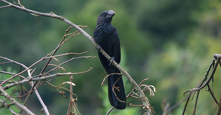 Taxonomy of Groove-billed Ani