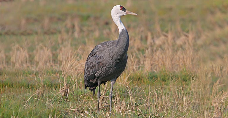 Taxonomy of Hooded Crane