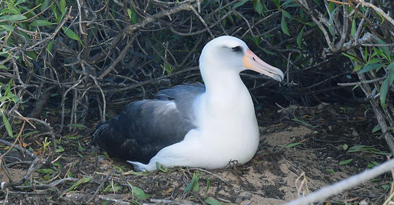 Taxonomy of Laysan Albatross
