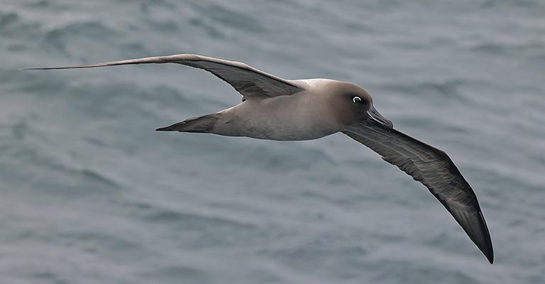 Taxonomy of Light-mantled Albatross
