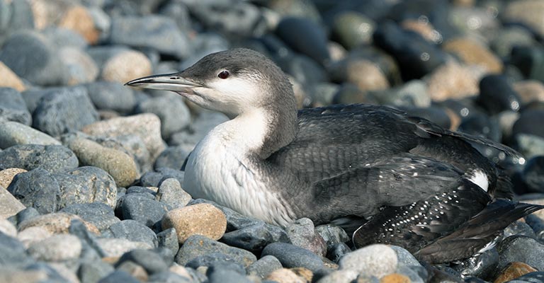 Taxonomy of Loons