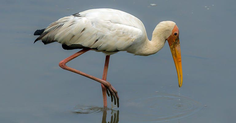 Taxonomy of Milky Stork