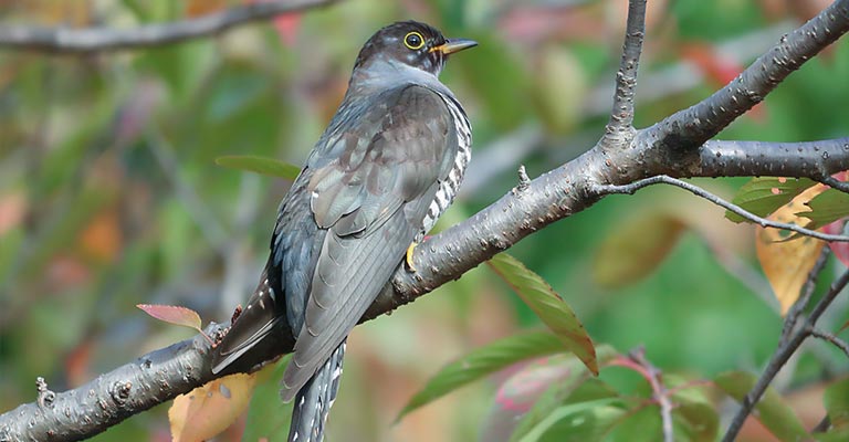 Taxonomy of Oriental Cuckoo