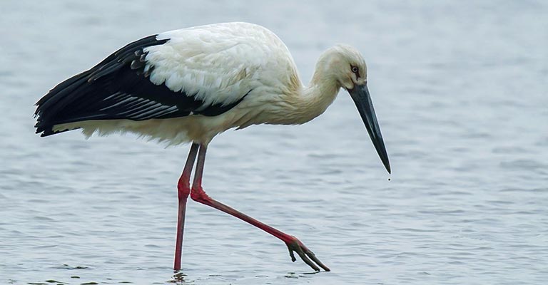 Taxonomy of Oriental Stork