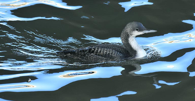 Taxonomy of Pacific Loon