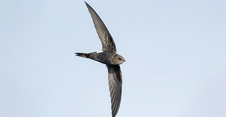 Taxonomy of Pacific Swift