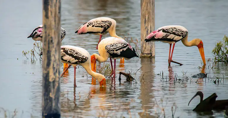Taxonomy of Painted Stork