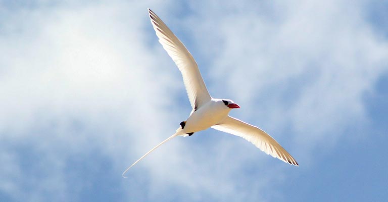 Taxonomy of Red-billed Tropicbird