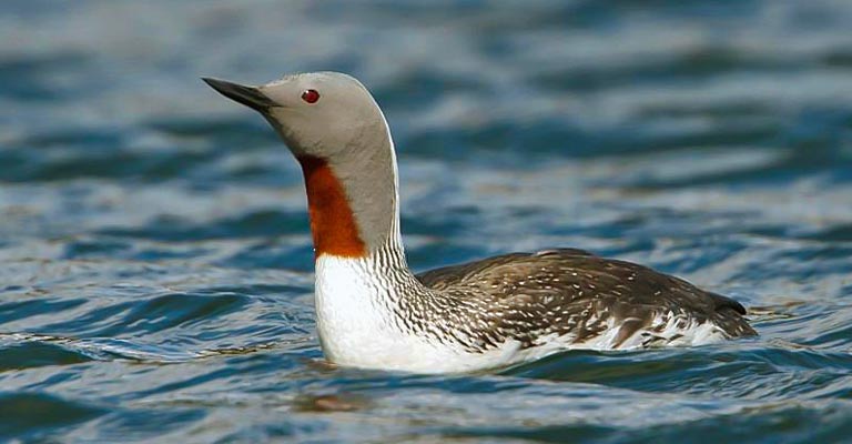 Taxonomy of Red-throated Loon