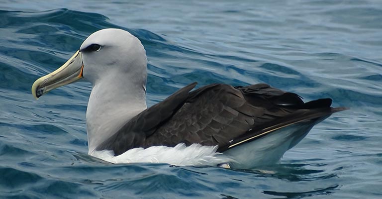 Taxonomy of Salvin's Albatross