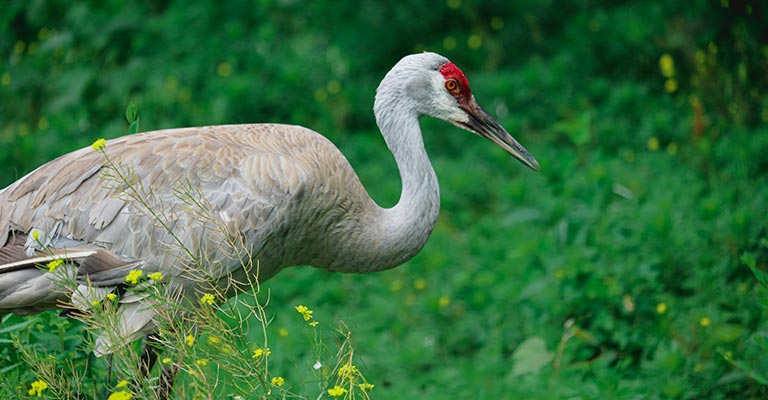 Taxonomy of Sandhill Crane