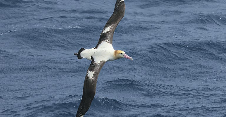 Taxonomy of Short-tailed Albatross